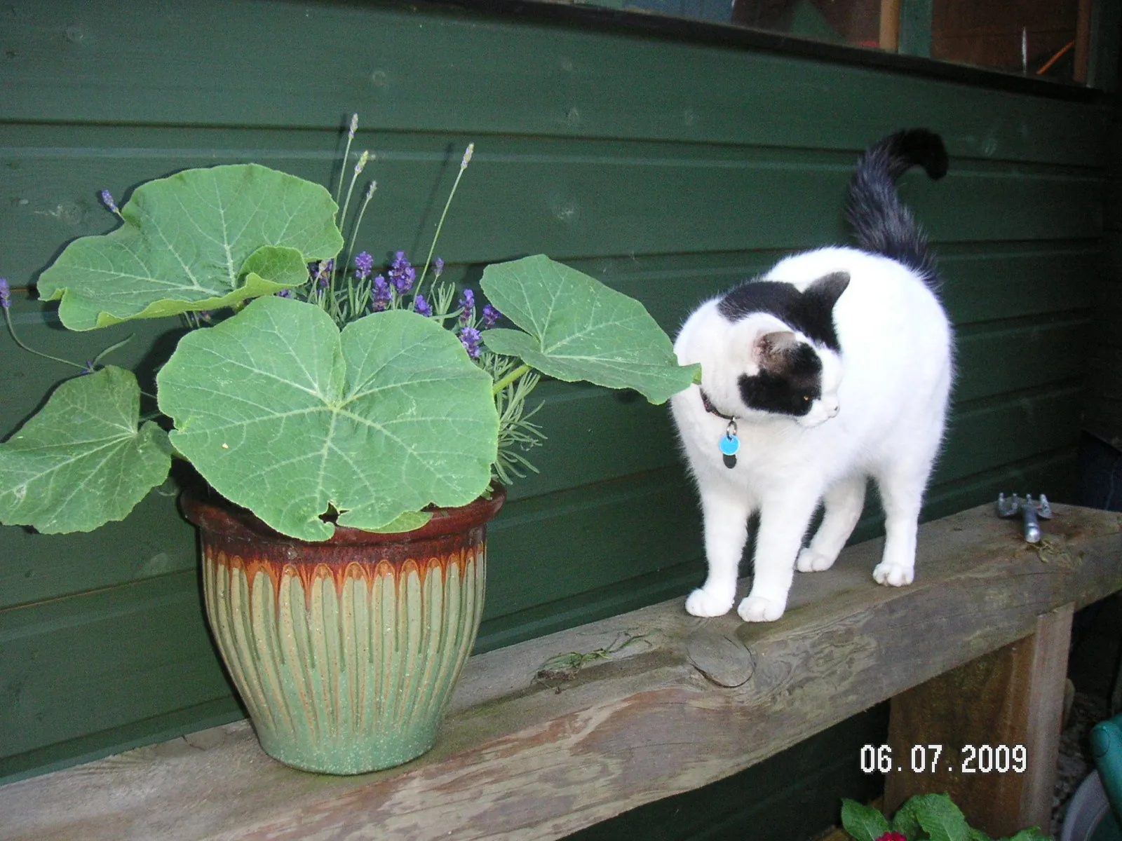 Marshall the gnarden gnome (2)